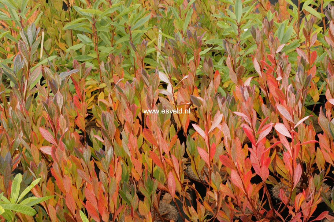 Rhododendron arborescens