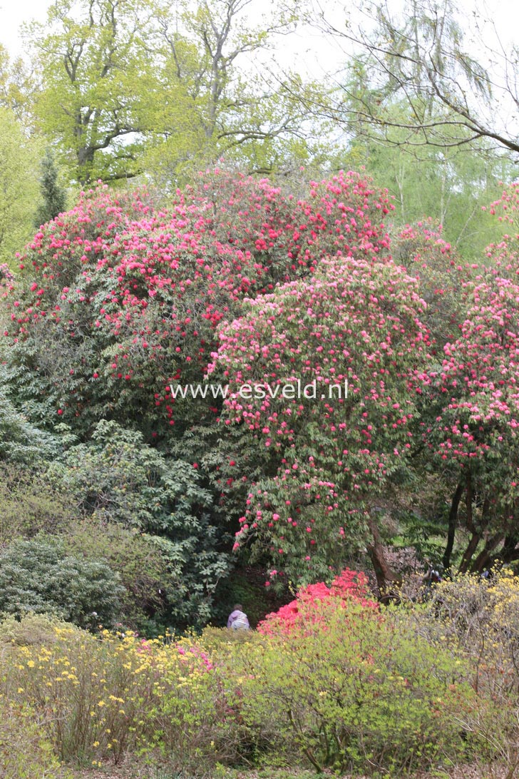 Rhododendron arboreum