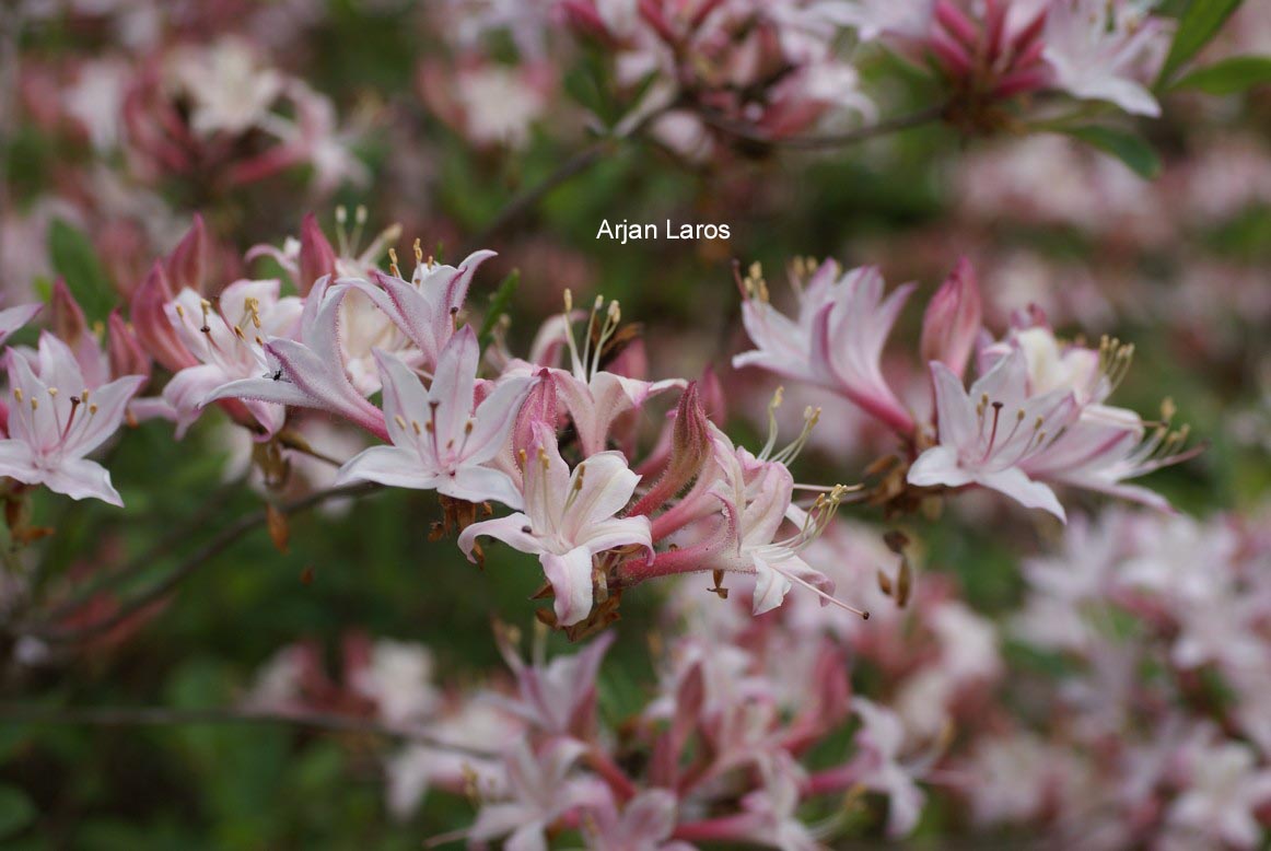 Rhododendron atlanticum