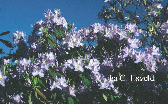 Rhododendron augustinii
