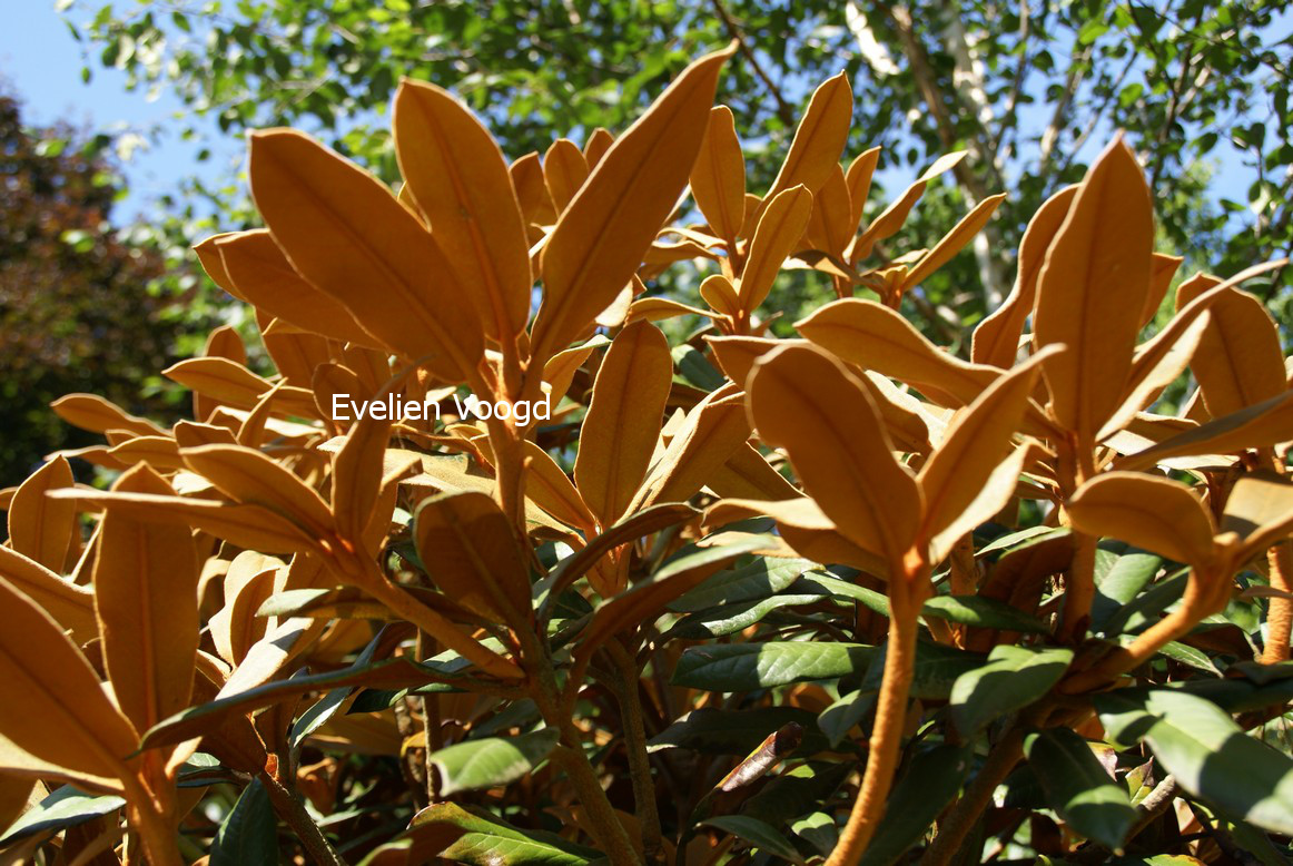 Rhododendron bureavioides