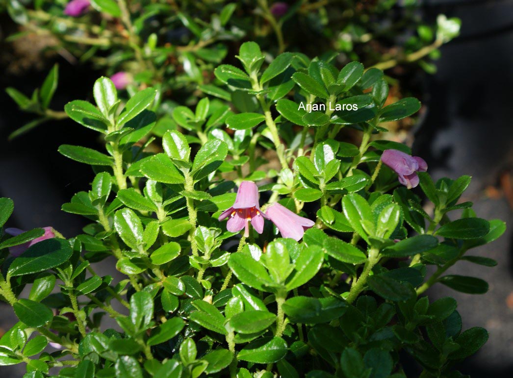 Rhododendron campylogynum