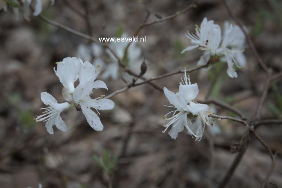 Rhododendron canadense 'Album'