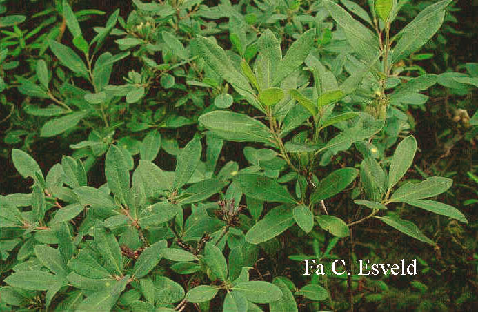 Rhododendron canadense