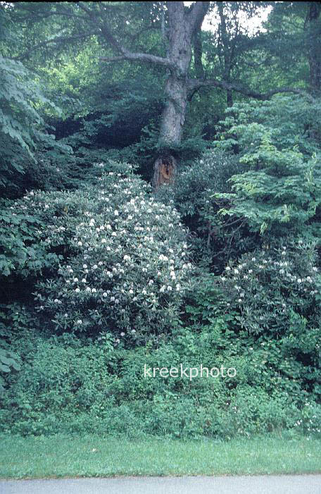 Rhododendron catawbiense