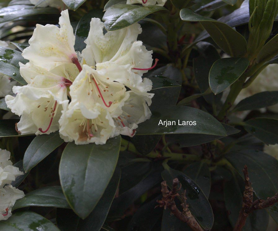 Rhododendron caucasicum
