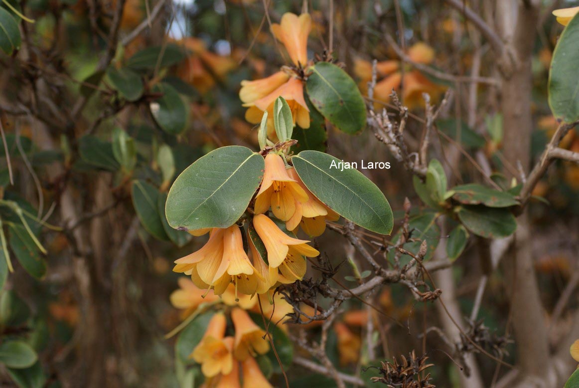 Rhododendron cinnabarinum xanthocodon