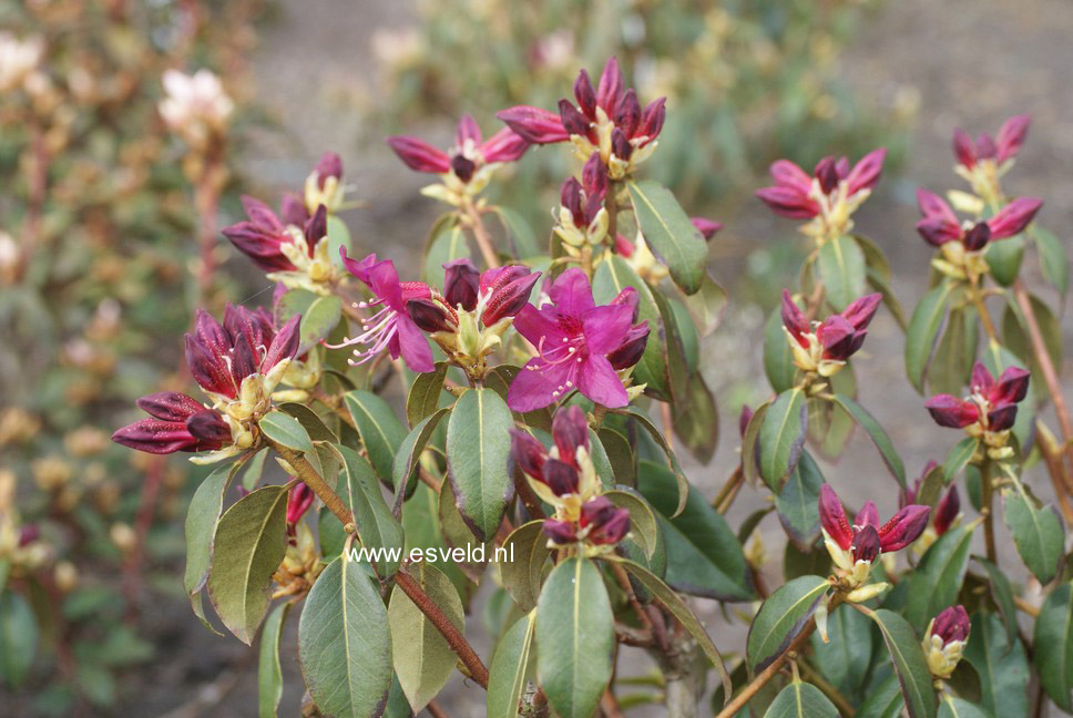 Rhododendron concinnum pseudoyanthinum