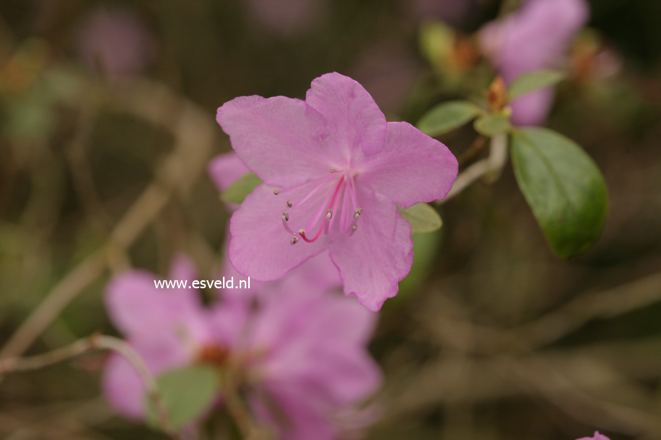 Rhododendron dauricum