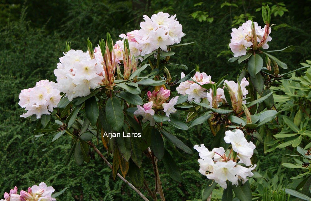 Rhododendron decorum subsp. diaprepes