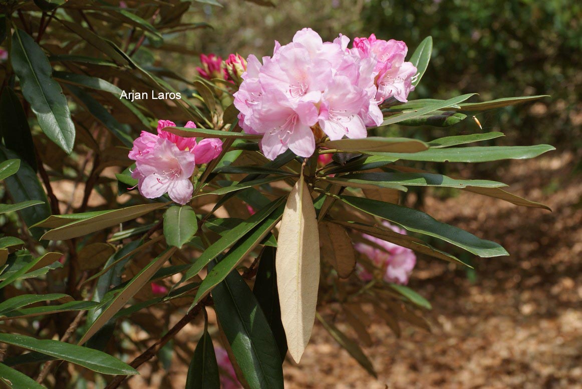 Rhododendron degronianum