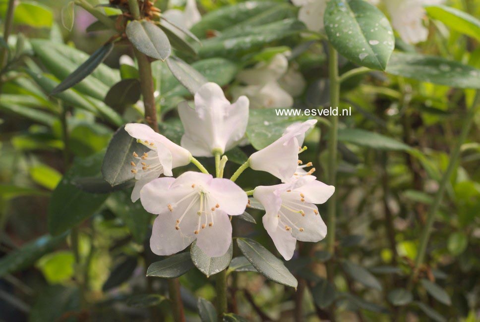Rhododendron desquamatum