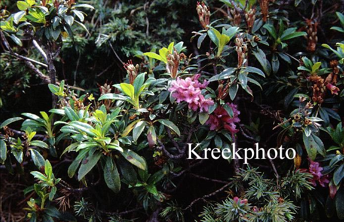 Rhododendron ferrugineum