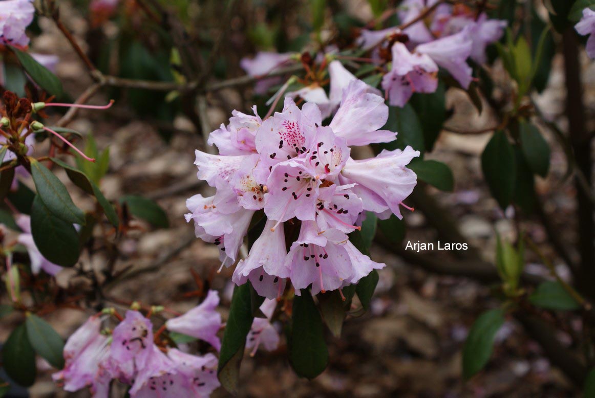 Rhododendron heliolepis
