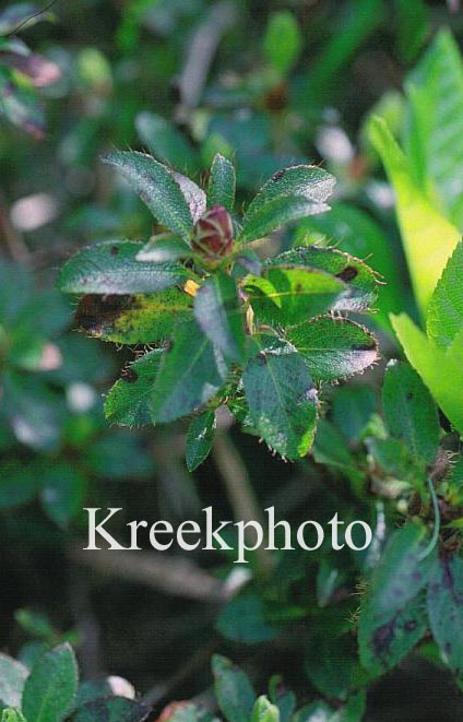 Rhododendron hirsutum