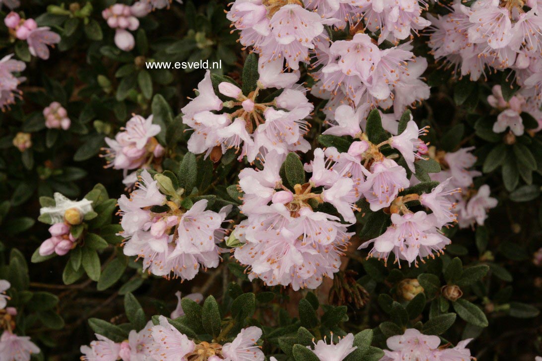 Rhododendron impeditum 'White Form'
