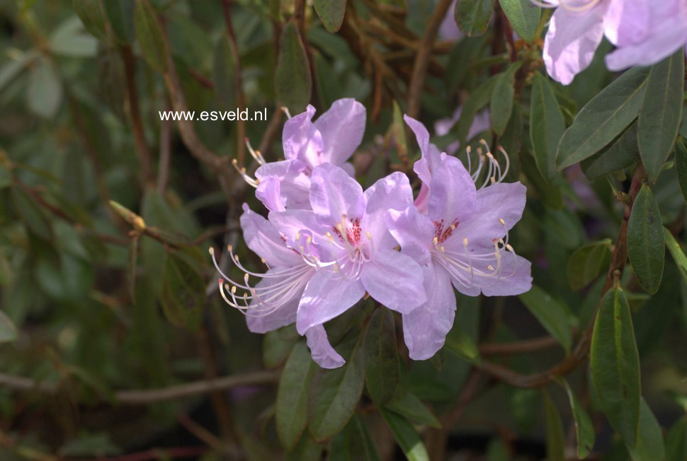 Rhododendron lochmium