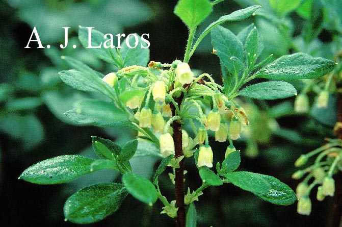 Rhododendron menziesii