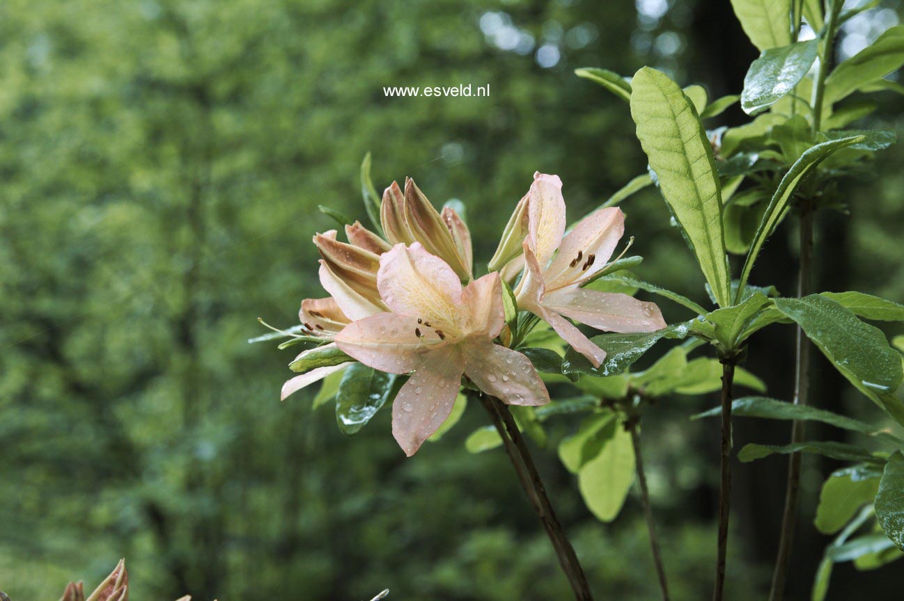 Rhododendron molle subsp. japonicum