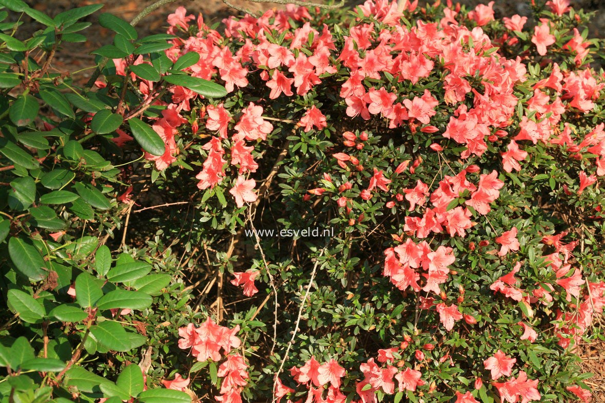 Rhododendron nakaharae