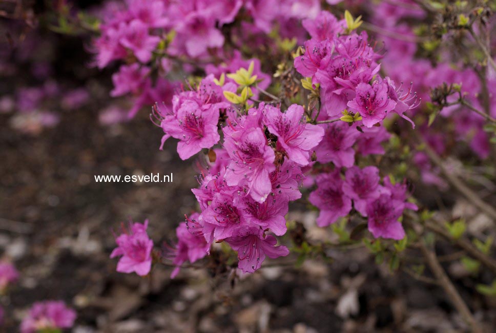 Rhododendron noriakianum