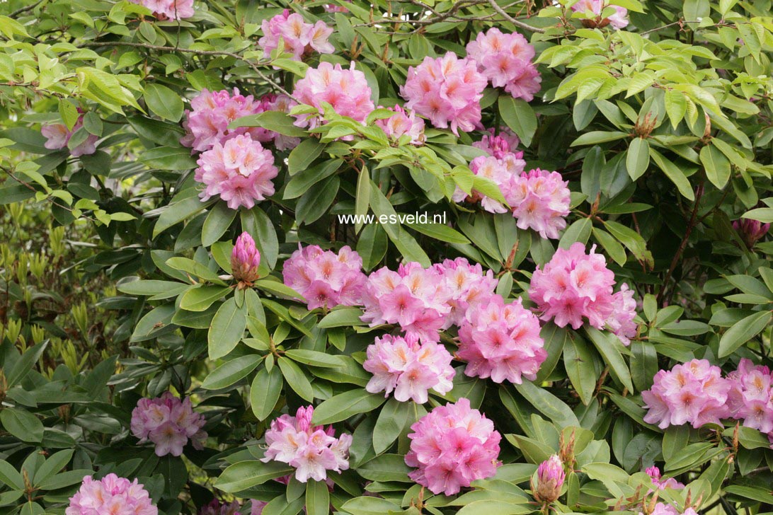 Rhododendron oreodoxa fargesii