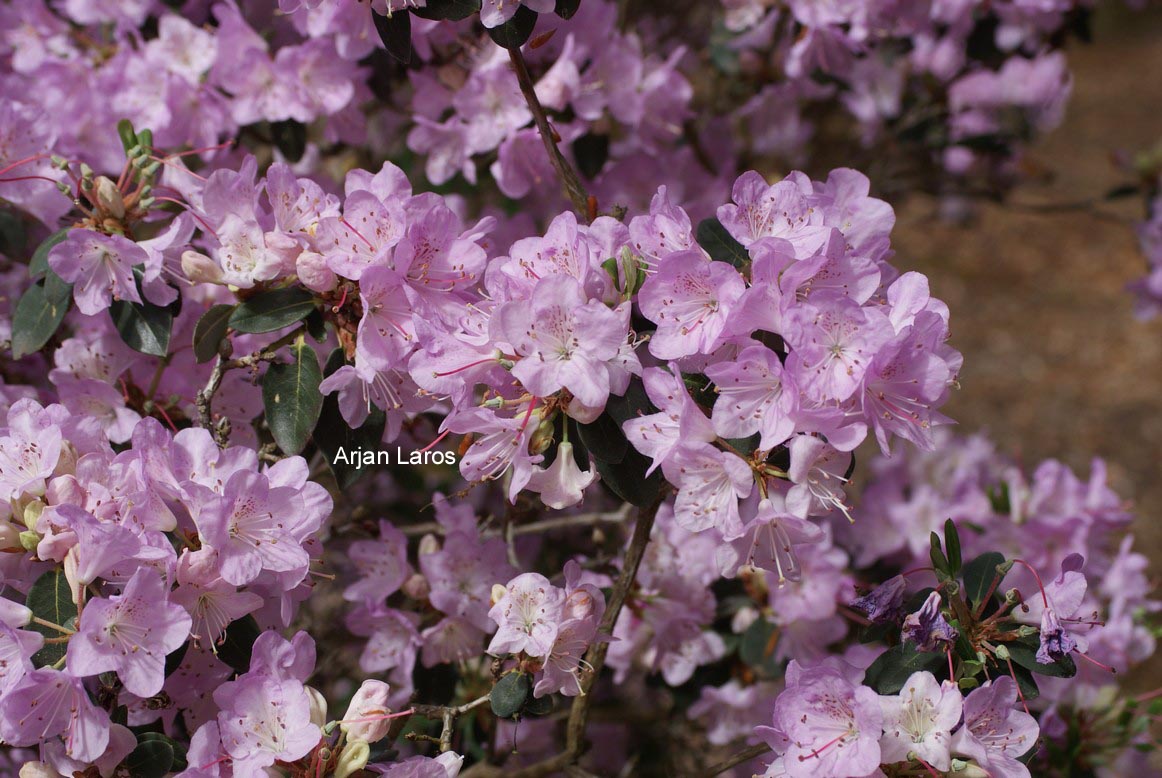 Rhododendron oreotrephes
