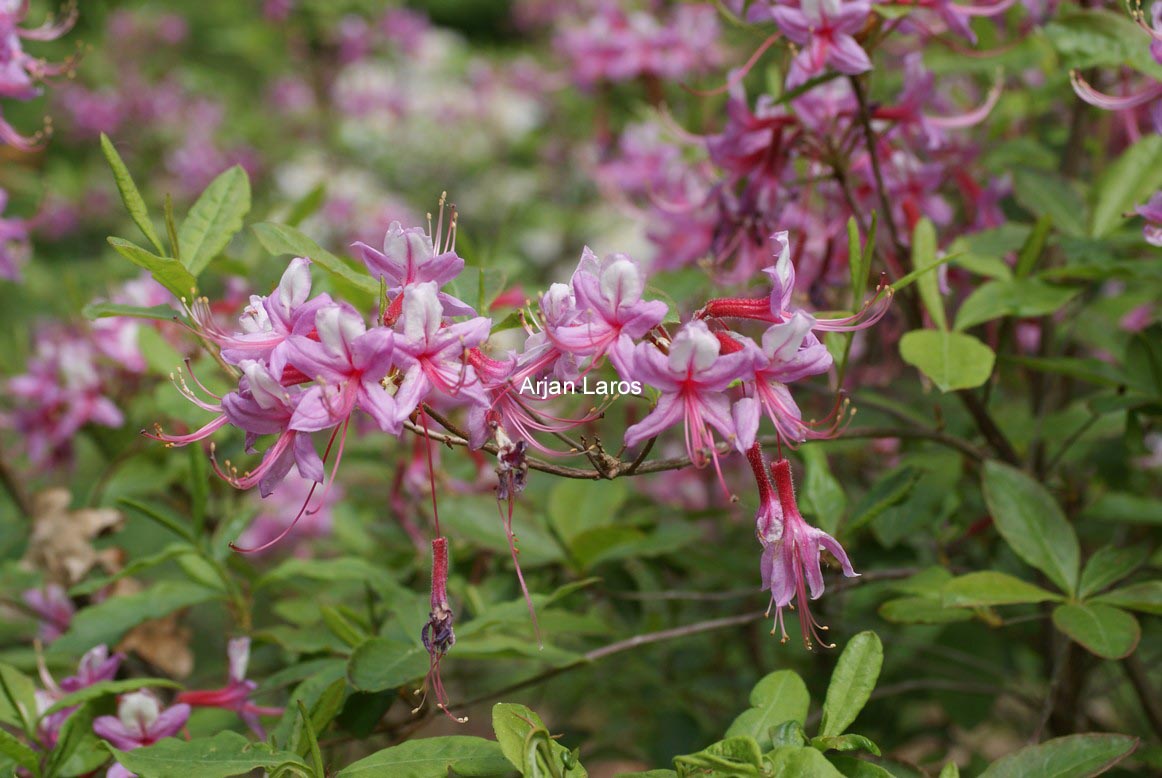 Rhododendron periclymenoides
