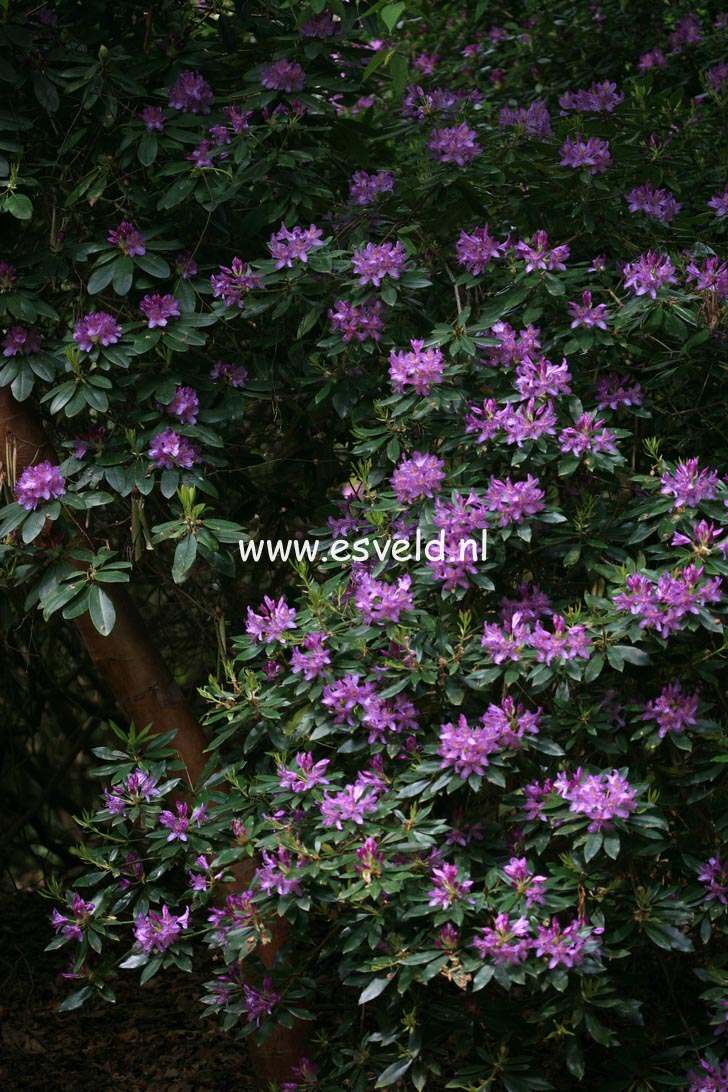 Rhododendron ponticum