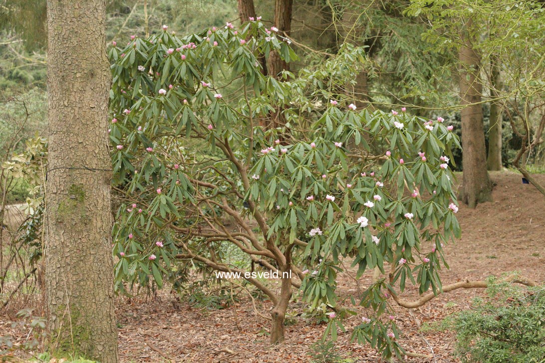 Rhododendron praevernum