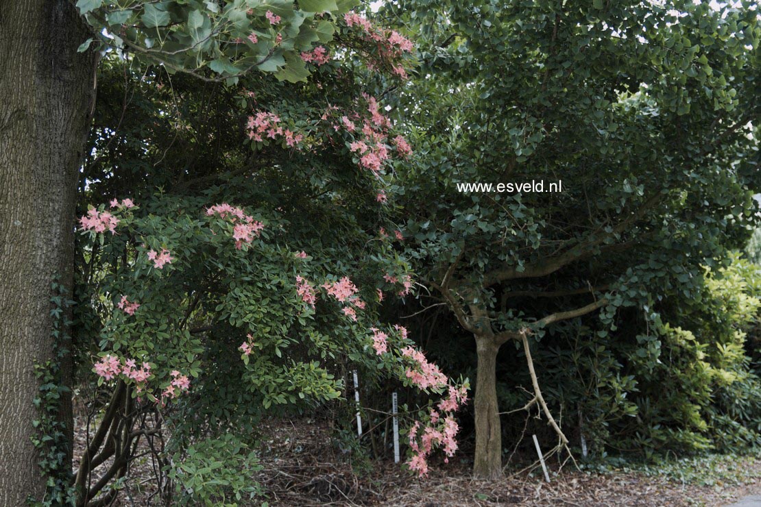 Rhododendron prunifolium