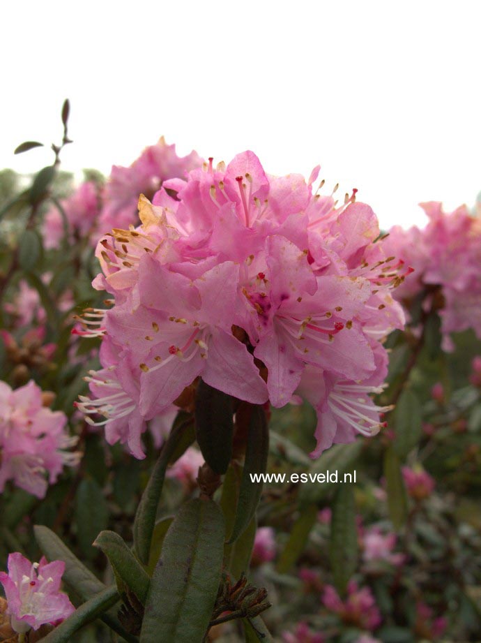 Rhododendron racemosum