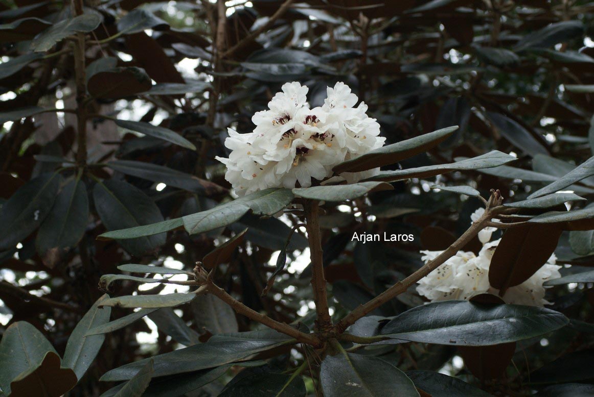 Rhododendron rex