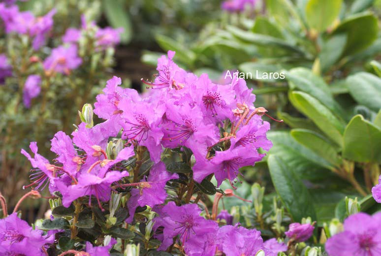 Rhododendron russatum