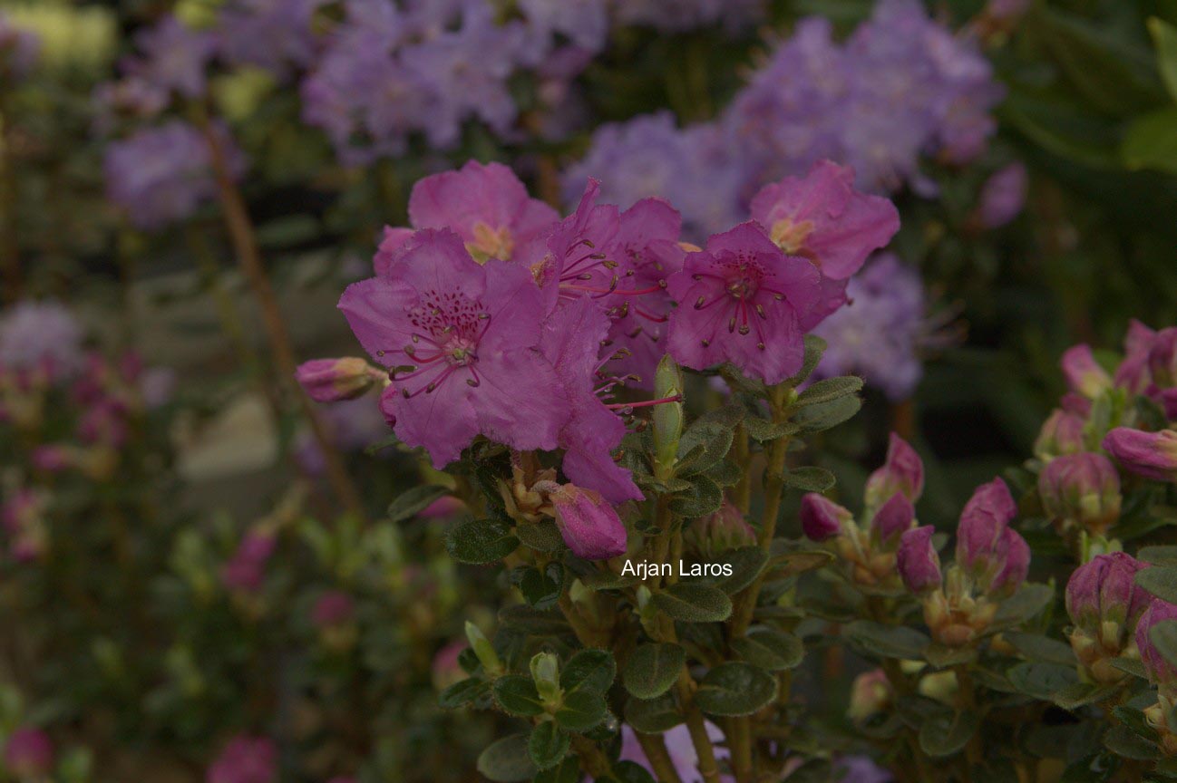 Rhododendron saluenense