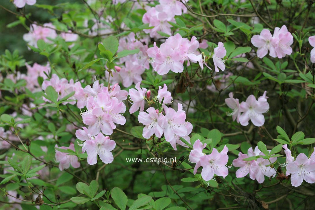 Rhododendron schlippenbachii