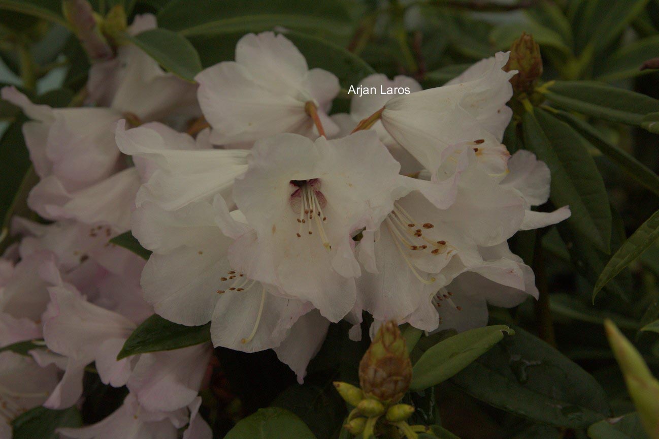 Rhododendron serotinum