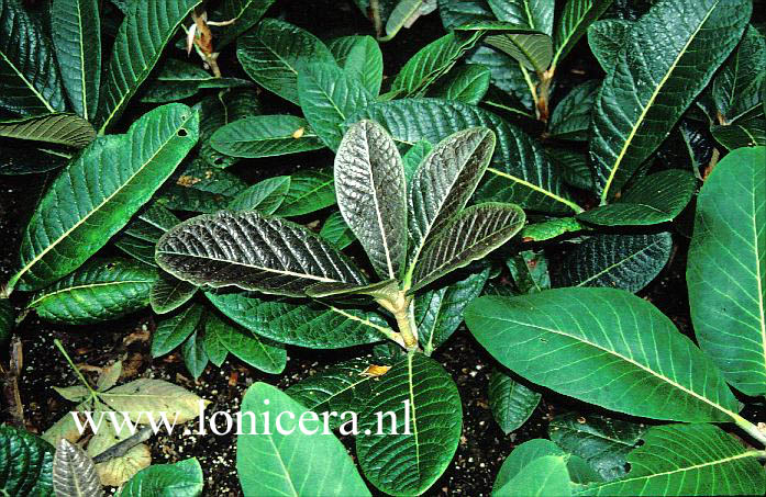 Rhododendron sinogrande