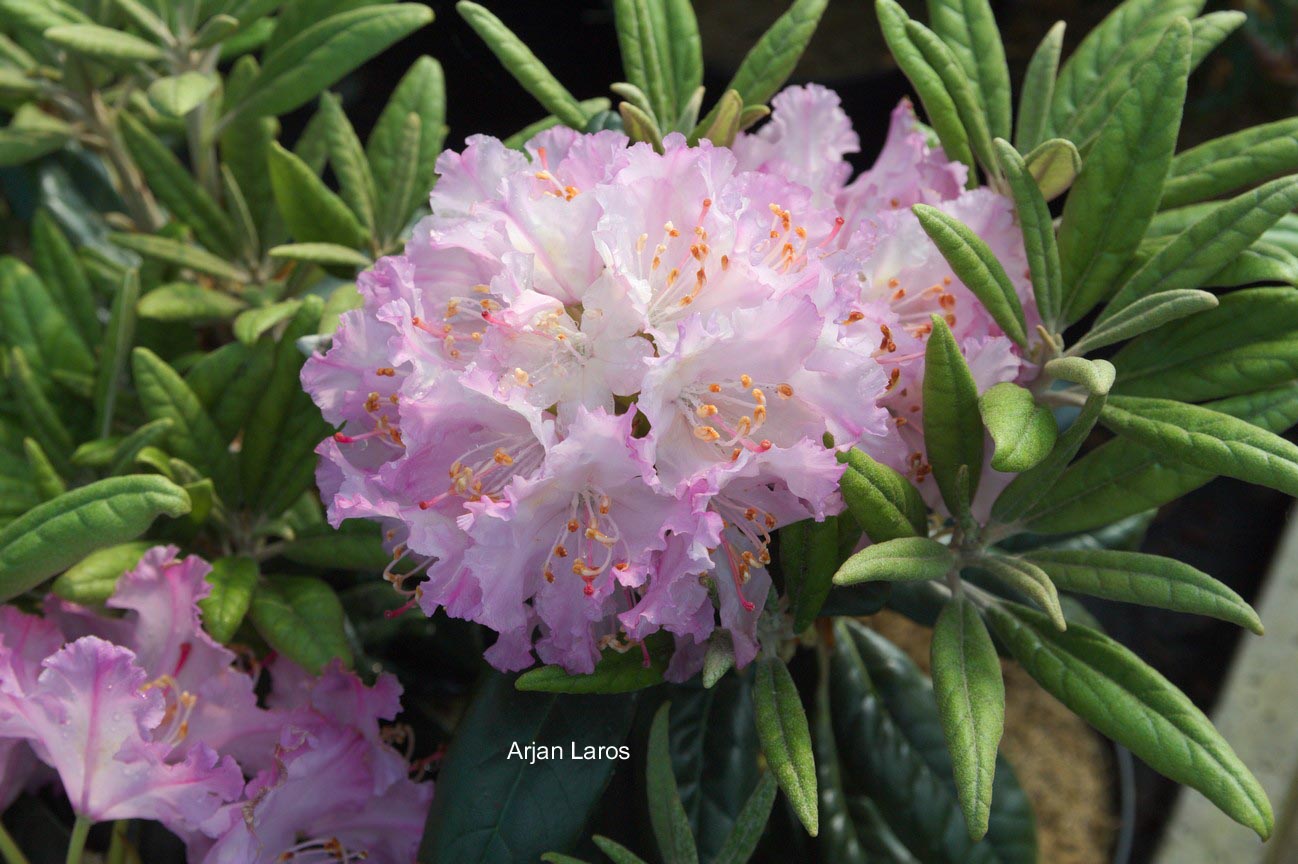 Rhododendron smirnowii
