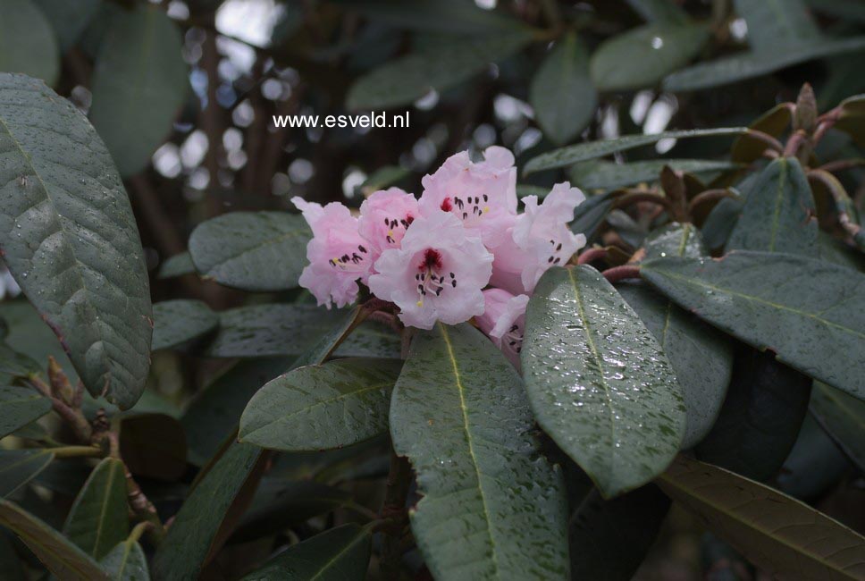Rhododendron uvariifolium