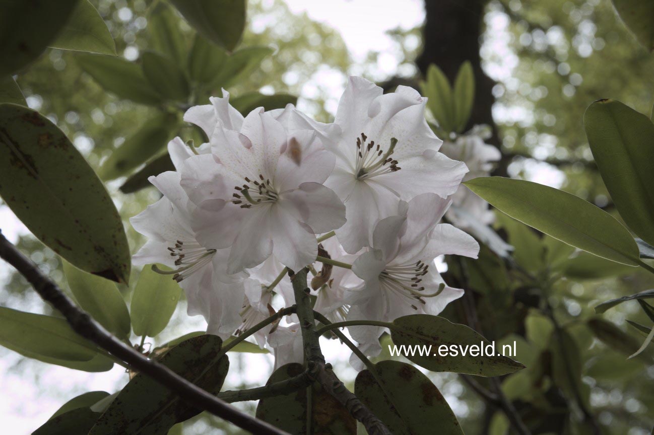 Rhododendron vernicosum