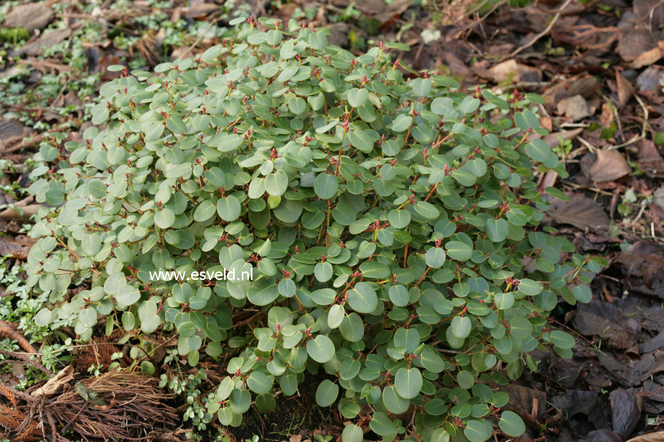 Rhododendron williamsianum