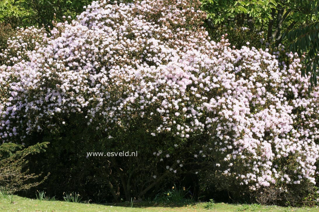 Rhododendron yunnanense