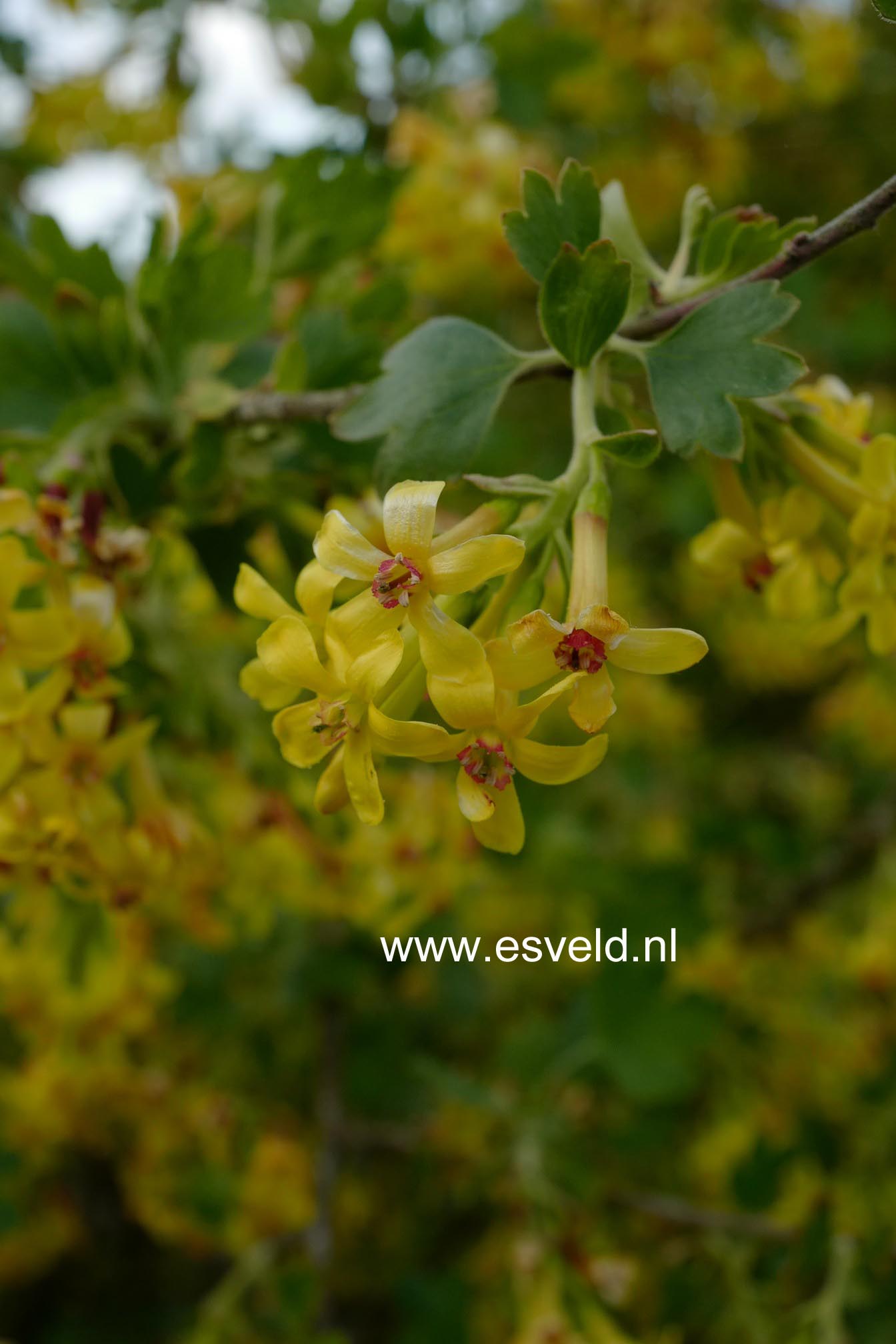 Ribes odoratum