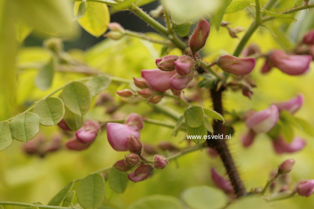 Robinia hispida 'Macrophylla'