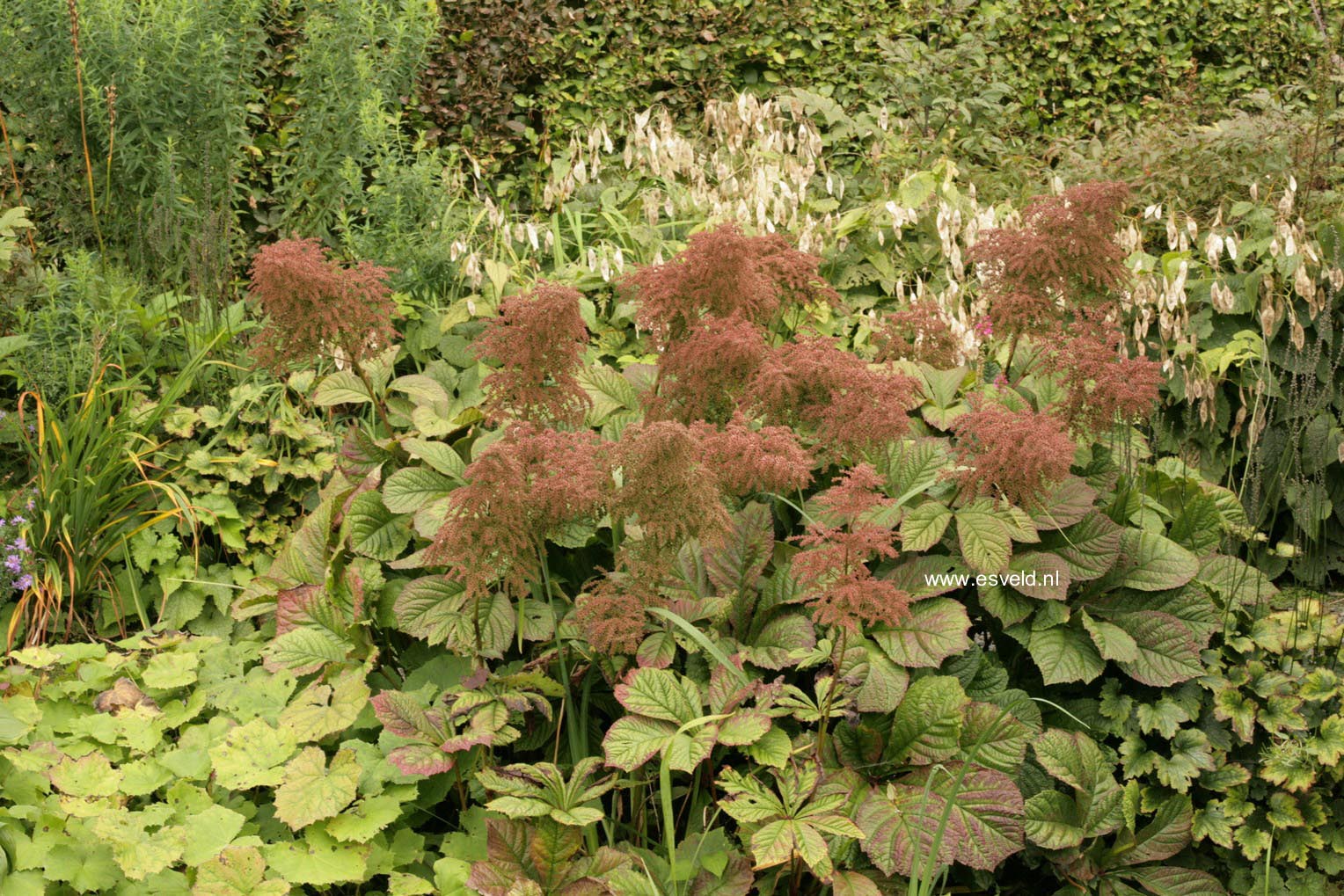 Rodgersia pinnata 'Die Stolze'