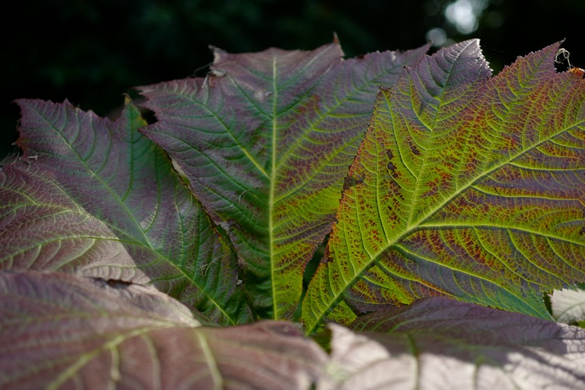 Rodgersia sambucifolia
