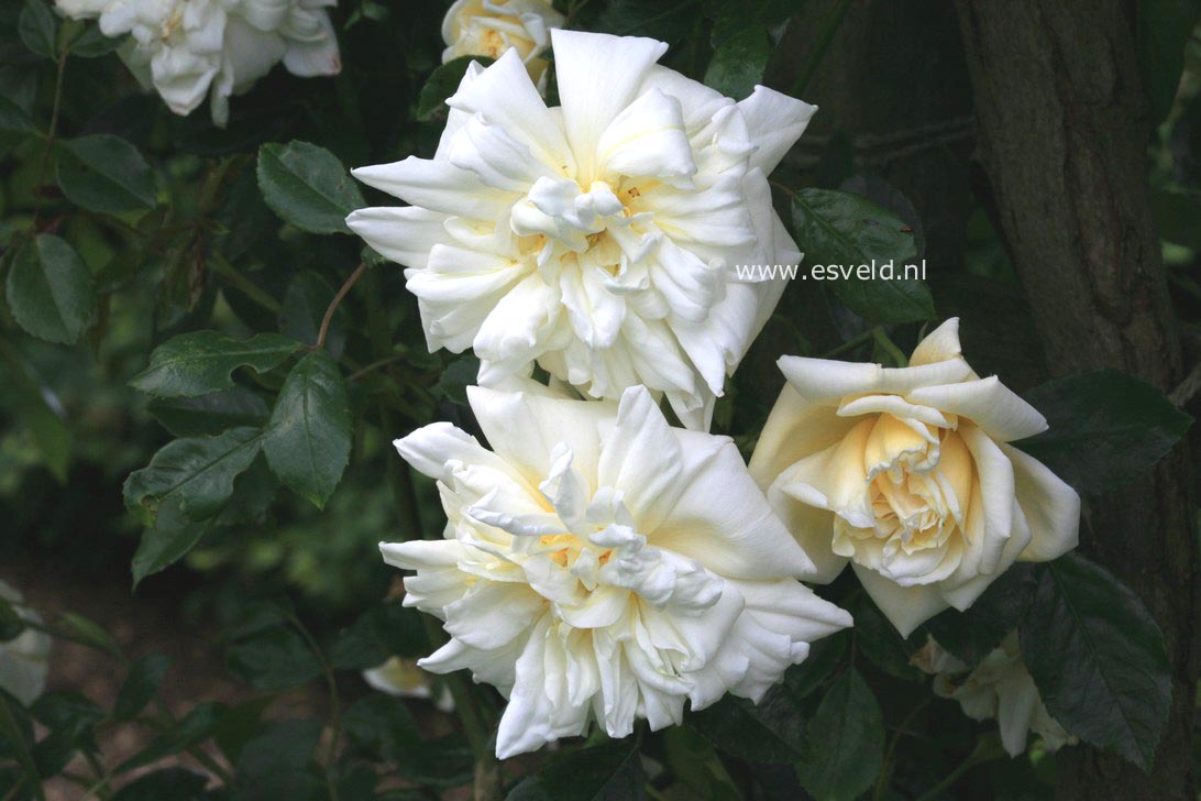 Rosa 'Alberic Barbier'