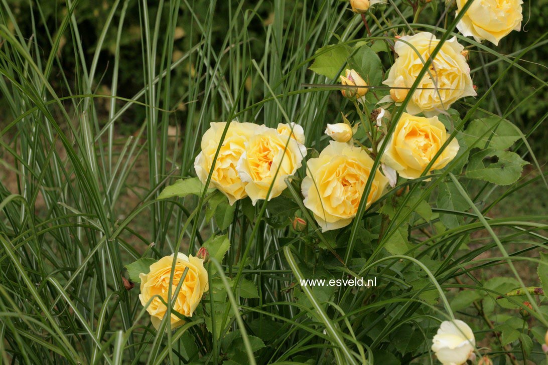 Rosa 'Ausmas' (GRAHAM THOMAS)