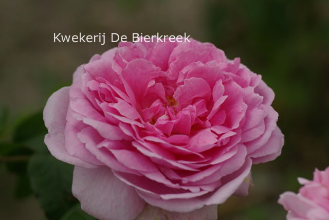 Rosa 'Comte de Chambord'